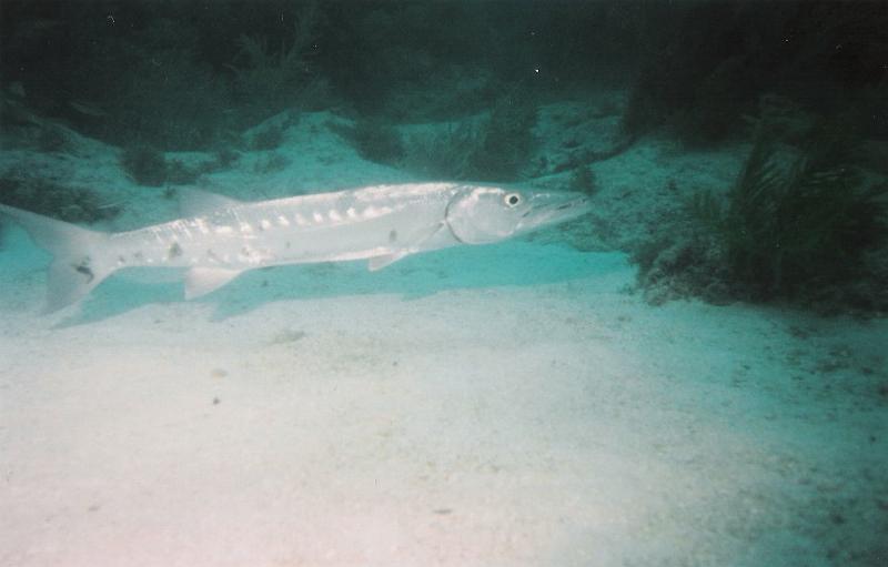 barracuda.jpg